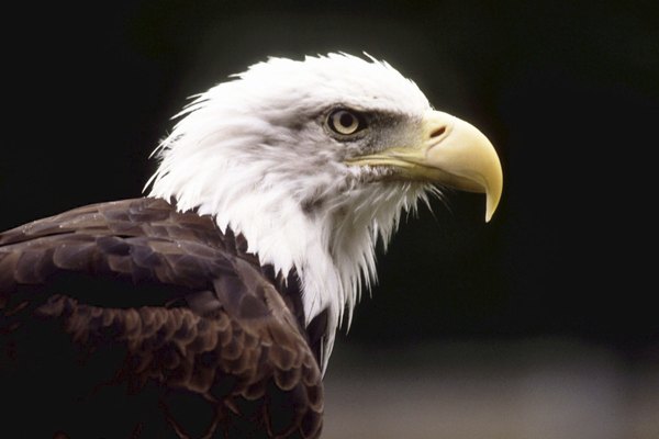 Lo que esto significa para la vista de águila es que puedes ver más, porque su campo de visión es grande.