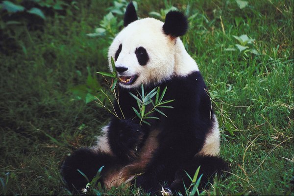 El zoológico de San Diego exhibe la colección más grande de pandas gigantes fuera de China.