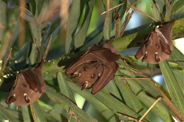 La mayoría de los murciélagos también hibernan durante el invierno, de manera similar a los osos.