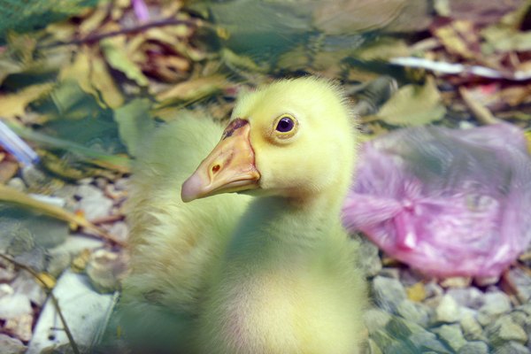 Insólito estudio en patos.