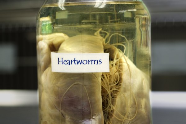 Las principales características de los cestodos incluyen un cuerpo segmentado plano, un estilo de vida parasitaria, la presencia de una cabeza adaptada, o escólex, y una fisiología primitiva.