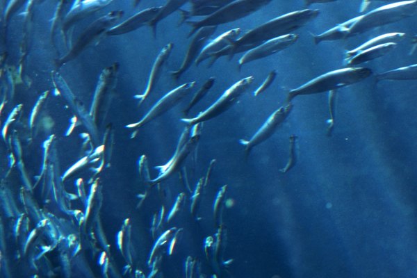Los peces eliminan los productos derivados del metabolismo celular.