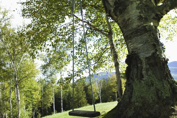 Perfora agujeros en los troncos de árboles para una mejor penetración de los herbicidas.