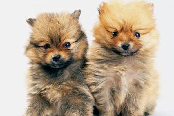 Photodisc/Photodisc/Getty Images Muchos propietarios consideran a sus mascotas como parte de la familia y estarán felices de pagar para mimarlos.