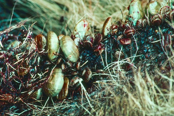 Las garrapatas y las coloradillas son insectos muy diferentes.