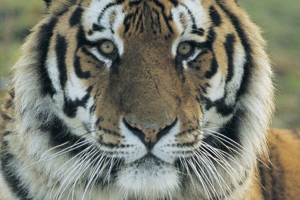 Los tigres tienen sentidos agudos.