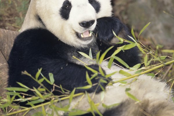 Los pandas gigantes suelen utilizar sus molares para triturar el bambú en partes comestibles.