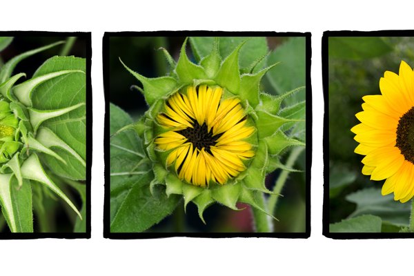 Pinta un tríptico de girasoles floreciendo