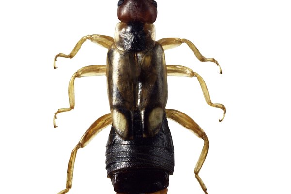 Las tijeretas son insectos largos con grandes pinzas.