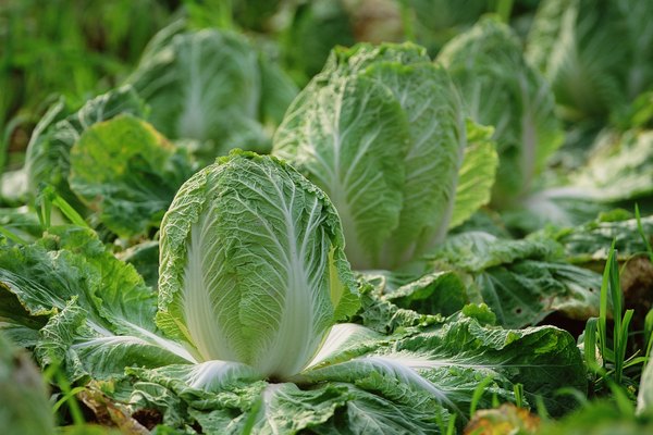La fertilización de los jardines sería más difícil si no fuera por el ácido sulfúrico.
