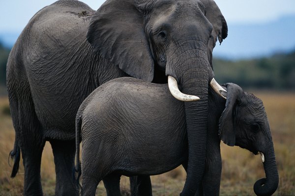 La trompa de un elefante puede ser muy gentil y flexible.