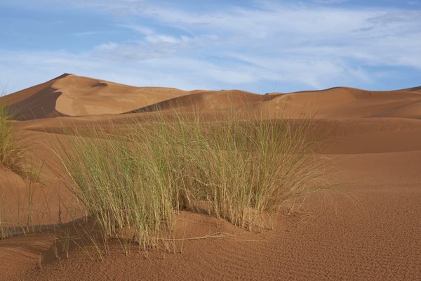 Hay algunas hierbas que se propagan a lo largo del Sahara.