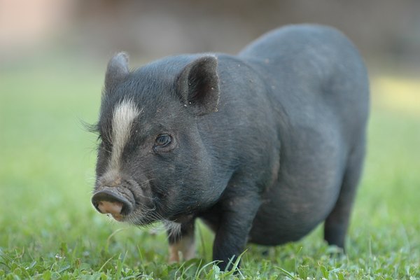 Un cochinillo negro en la hierba.