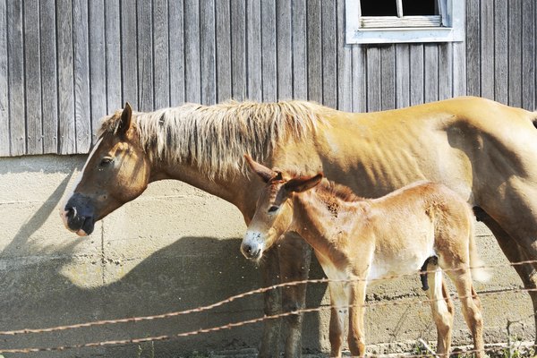 Una yegua se encuentra junto a su joven mula por el granero.