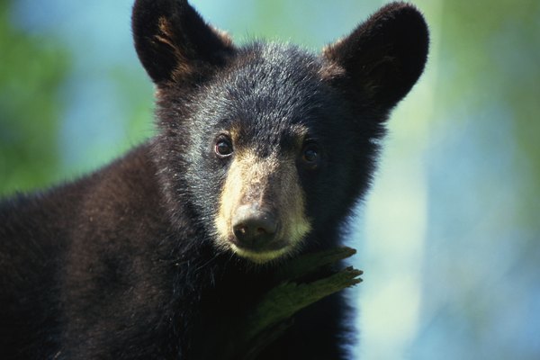 animals-found-in-the-catskill-mountains-getaway-usa