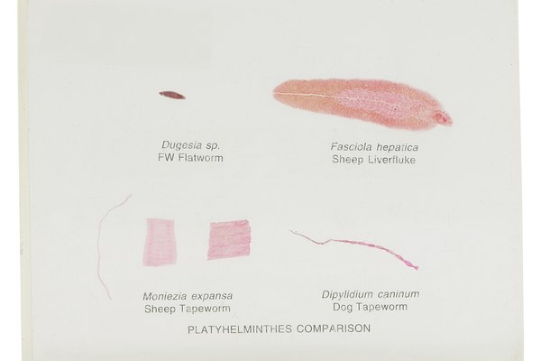 Los cestodos adultos tienen cuerpos planos, largos, que están hechos de segmentos llamados proglótides.