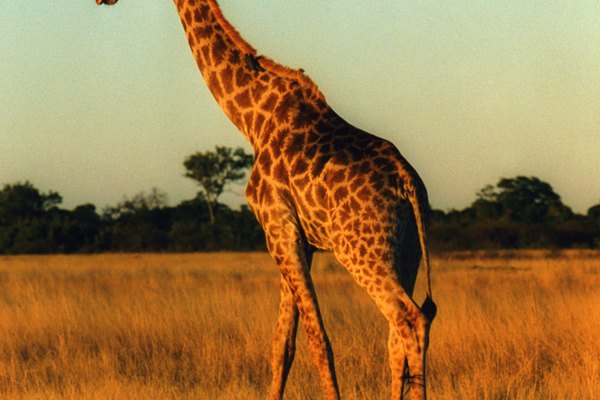 Las jirafas han capturado la imaginación desde tiempos de la prehistoria.