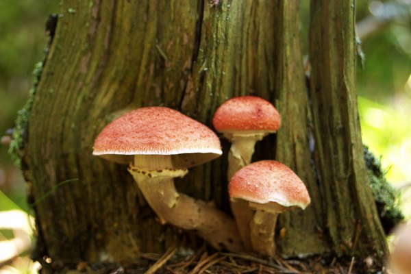 Los miembros del reino Fungi, como reino de las plantas, son inmóviles.