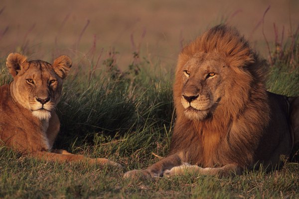Los parientes cercanos del león africano una vez vivieron en casi todas partes en la Tierra, desde Australia a Canadá.