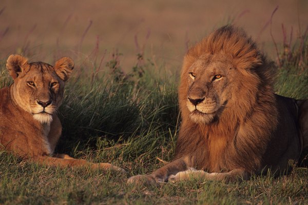 En qué tipo de ecosistema viven los leones? | Geniolandia