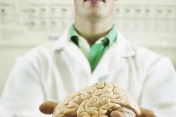 Hacer un modelo de cerebro en 3D con un molde de cerebro es fácil.
