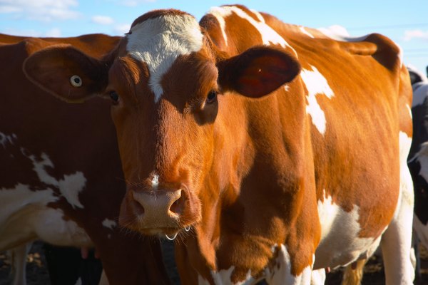 El ácido prúsico puede ser un peligro para el ganado.