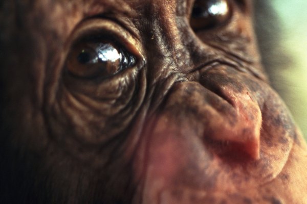 Los humanos y los chimpancés comparten el 98% de sus genomas.