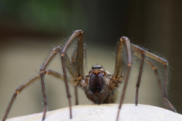 Las arañas pardas tienen una marca de violín negra similar al reloj de arena de la viuda negra.