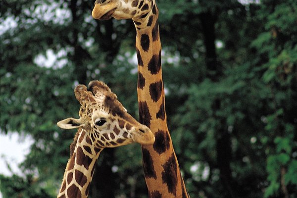 La jirafas tienen cuellos largos que les permite alcanzar las ramas más altas de los árboles.