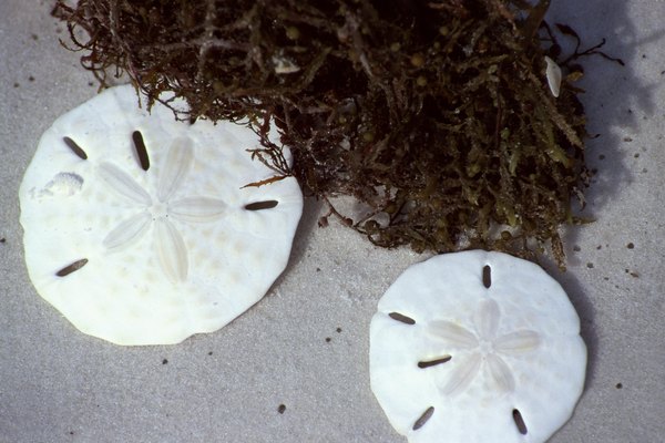 La mayoría de los hongos viven en la tierra.