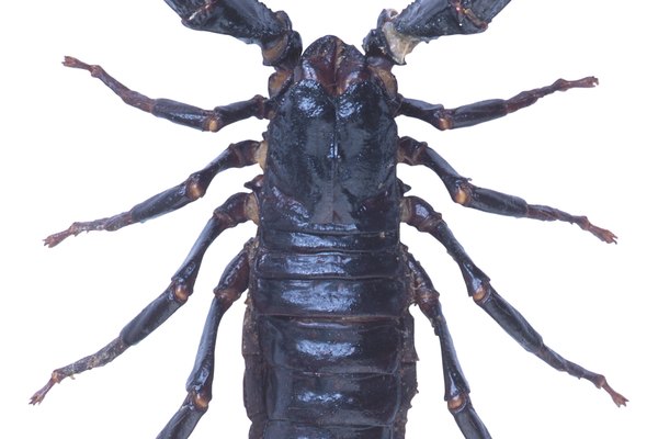 Los pseudoescorpiones carecen del tamaño y la cola distintiva asociada con los escorpiones.