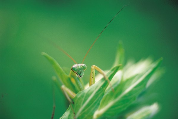 Muchos insectos tienen un rango de audición que se extiende a las frecuencias ultrasónicas.