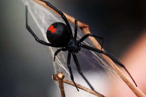 Las arañas espalda roja dependen de sus redes para atrapar su alimento.