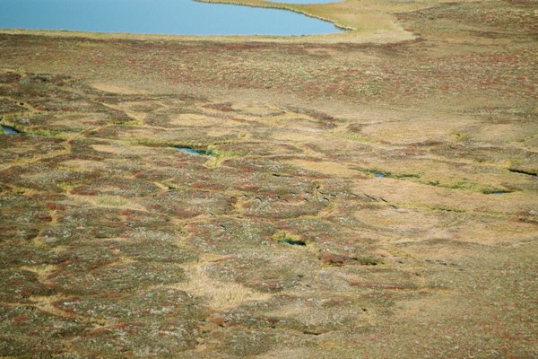 Un bioma de tundra es uno de los más fríos de todos los biomas.