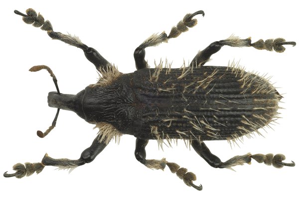 Los gorgojos son un tipo de escarabajo con hocico y antenas acodadas.