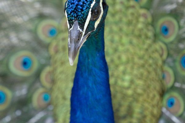 Acercamiento de la cabeza de un pavo real azul.