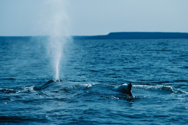 El respiradero de las ballenas es un ejemplo de un espiráculo.