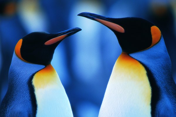 Los pingüinos son un habitante reconocible del Desierto Antártico frío.