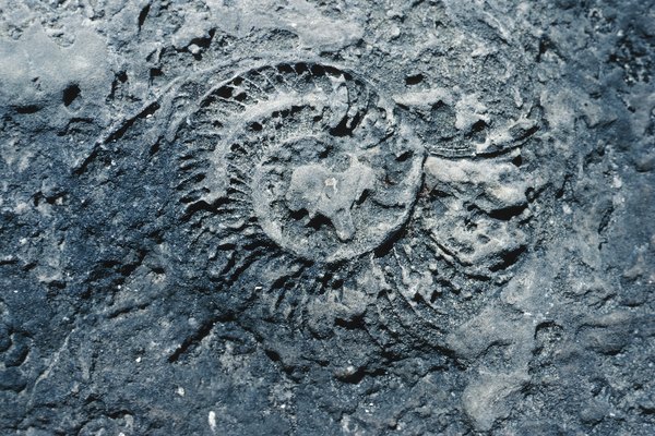 La fosilización es generalmente un proceso prolongado durante el cual sólo las partes duras de los animales y las plantas sobreviven.