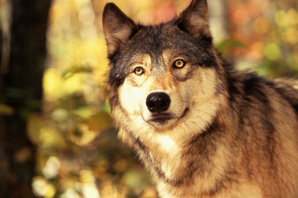 Los lobos dependen de la fuerza de su estructura corporal para sobrevivir.