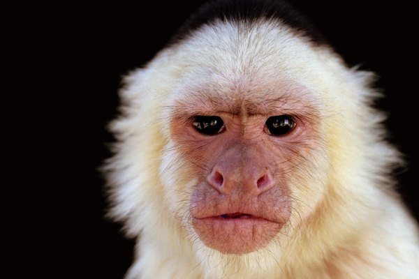 El grupo Cebidae del Nuevo Mundo son los únicos monos que tienen una cola prensil.