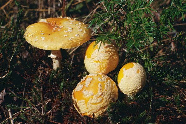 Las setas Amanita se encuentran entre los más mortales de todos los hongos venenosos.