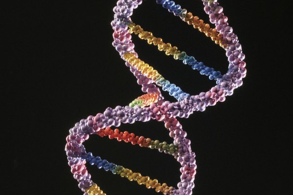 El ADN está compuesto por bases complementarias, un azúcar y un grupo fosfato.