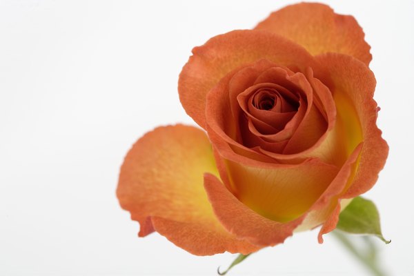 Utiliza una rosa para demostrar cómo el agua llega a todas las partes.