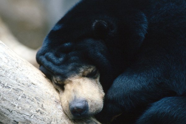 Durante la hibernación, los osos evitan lo peor del invierno.