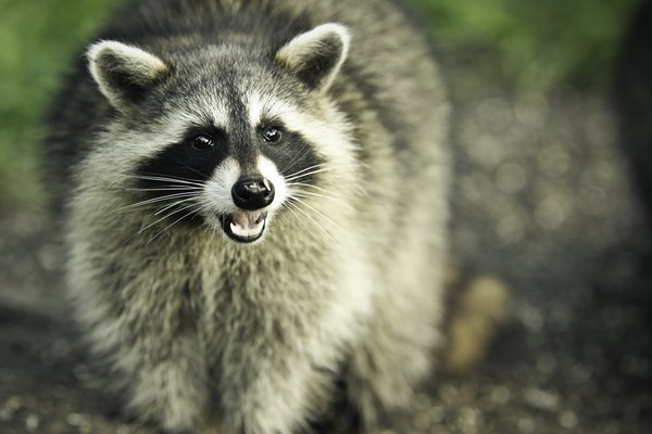 North Georgia Wildlife Guide, Blue Ridge Mountains