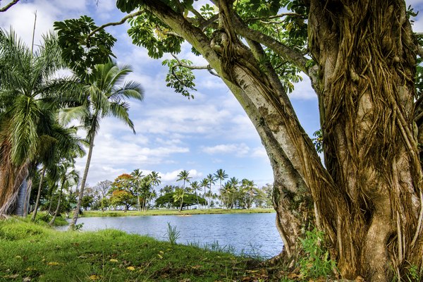 Hilo, Hawai.
