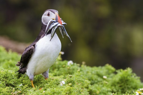 Un frailecillo carga anguilas en su pico.