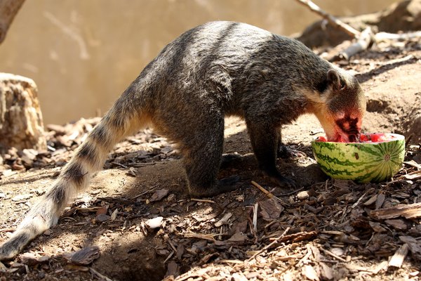 Un coatí en cautiverio.