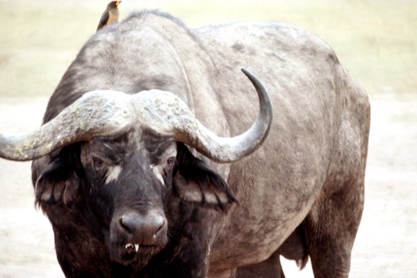 Los picabueyes pasean sobre el lomo de grandes mamíferos como el búfalo del cabo.